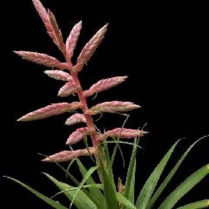 Tillandsia Cretacea Air Plant Bromeliad Rare Easy Growing 5 Seeds image 2