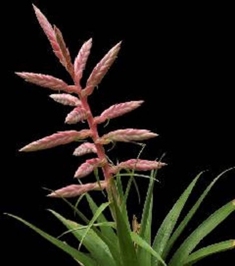 Tillandsia Cretacea Plante aérienne Broméliacées Rare Culture facile 5 graines image 2