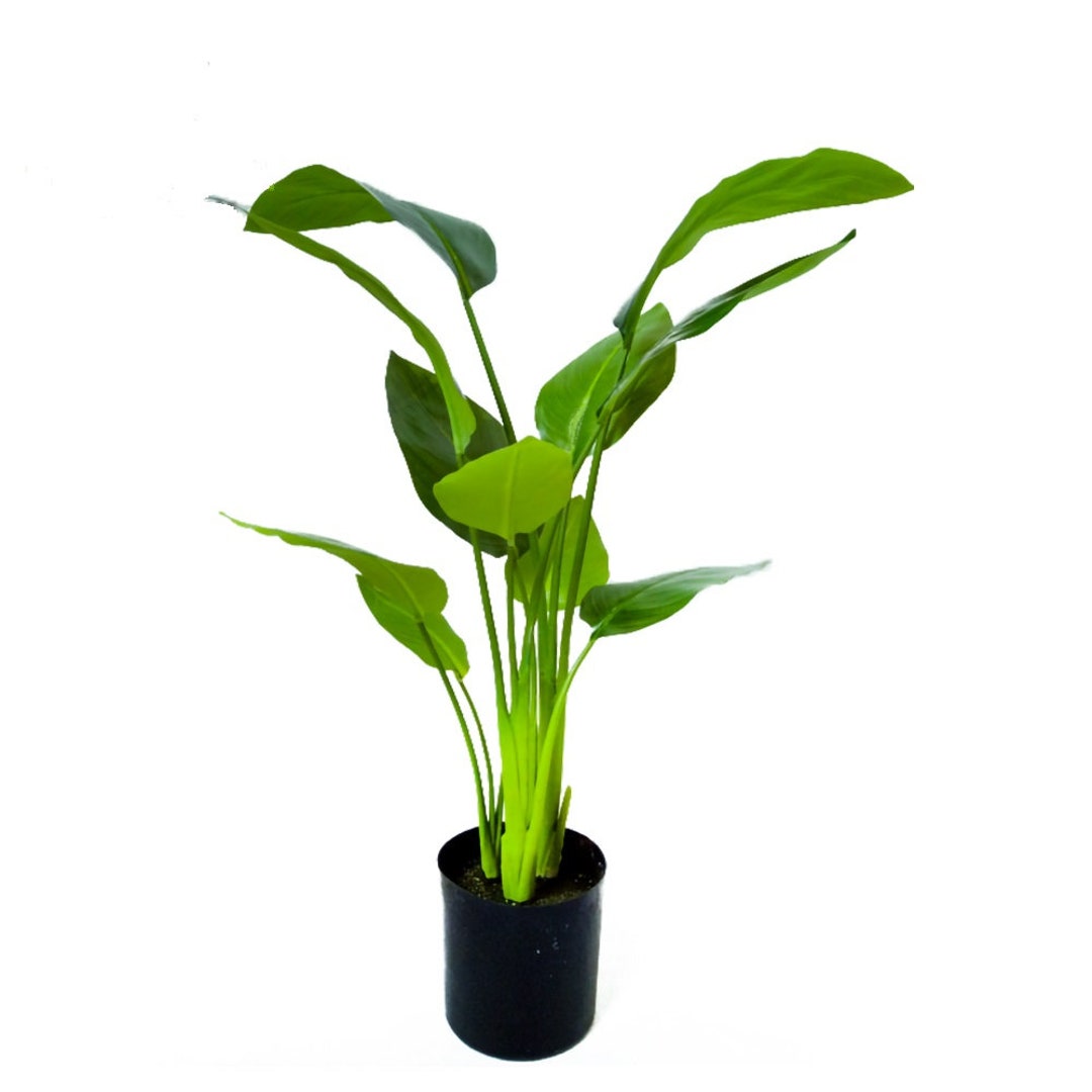 Phrynium Pubinerve Food Wrapping Leaves House Plant 10 Seeds RARE Etsy