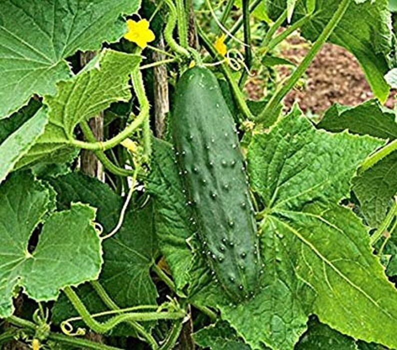 Spacemaster Bush Cucumber Organic Easy Growing Compact for Etsy