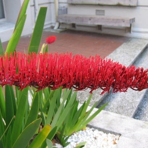 Extremely Rare Xeronema callistemon Poor Knights Lily Vulnerable 4 Seeds image 5