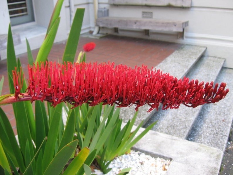 Extremely Rare Xeronema callistemon Poor Knights Lily Vulnerable 4 Seeds image 5