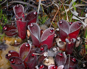 Heliamphora minor carnivorous rare plants bonsai lithops home garden 100 seeds 