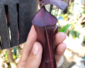 Nepenthes Gracilis X Mirabilis - 10 Fresh Seeds - Rare Carnivorous Plant