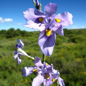Moraea Polystachya Amazing Blue African Iris Flower 5 Seeds RARE limited image 5