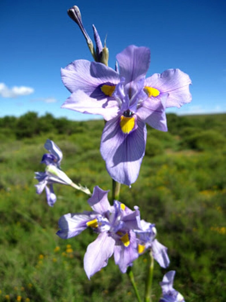 Moraea Polystachya Amazing Blue African Iris Flower 5 Seeds RARE limited image 5