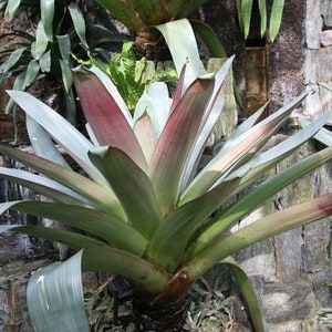 Alcantarea Imperialis Stunning Tropical Giant Bromeliad Very Rare 5 Seeds image 5