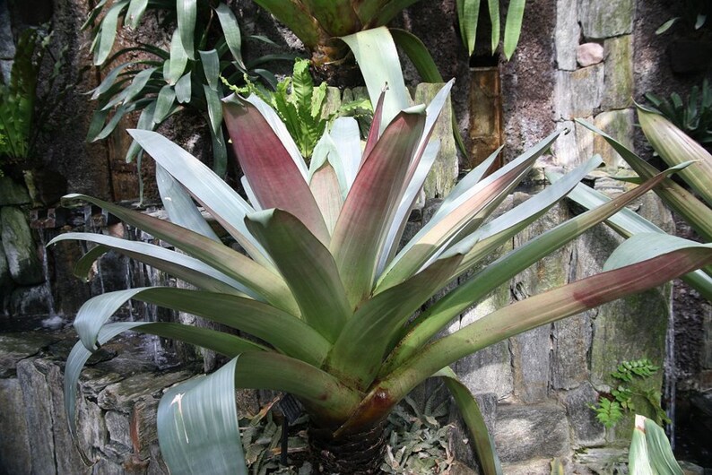 Alcantarea Imperialis Stunning Tropical Giant Bromeliad Very Rare 5 Seeds image 5