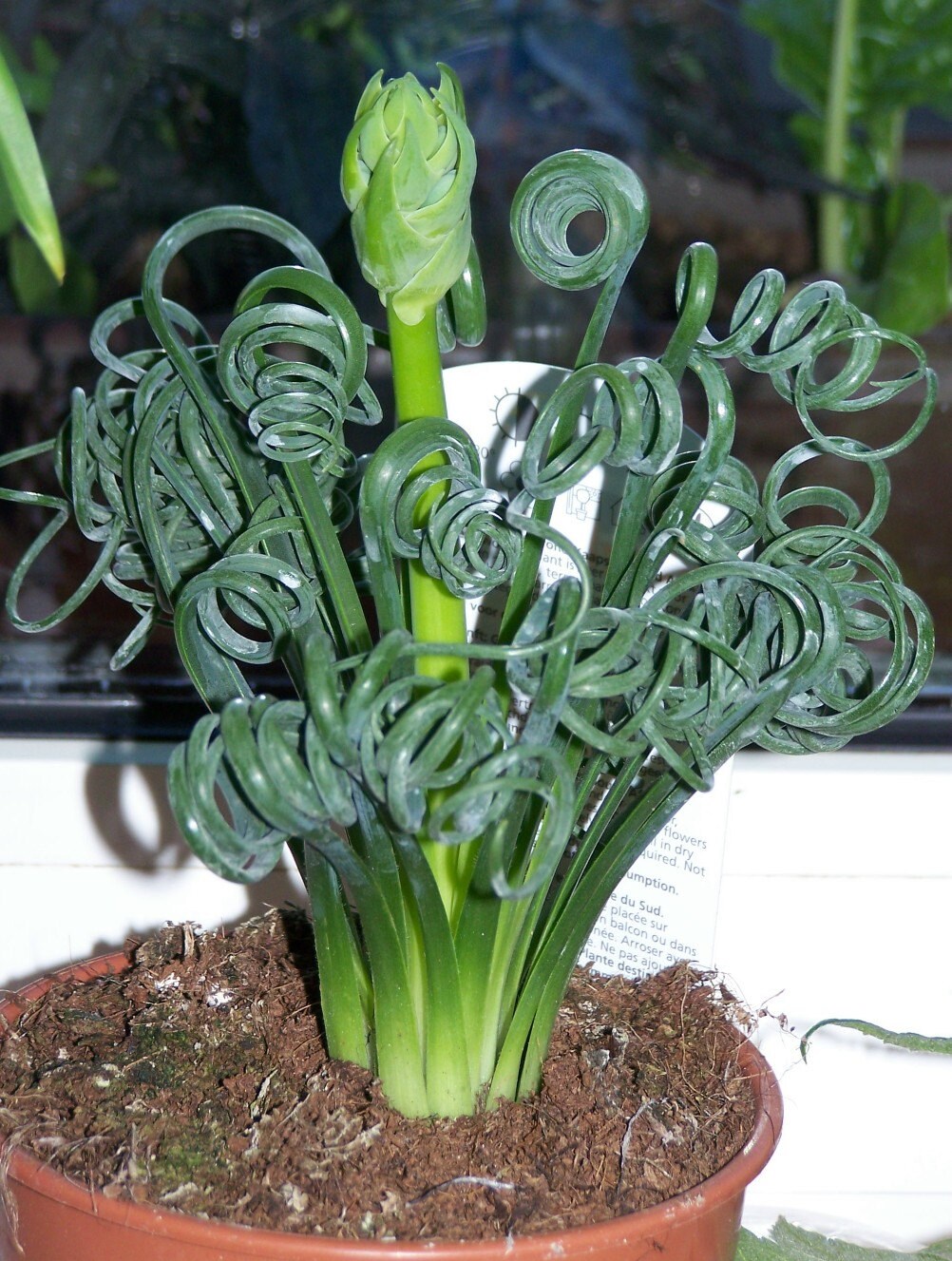 Albuca Spiralis 3 Seeds Amazing Plant Curly Twisted Leaves Etsy Singapore