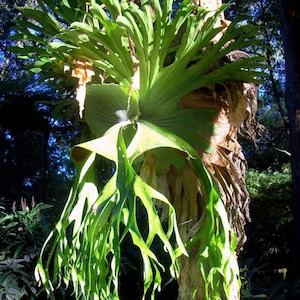 Platycerium Superbum * Giant Australian Staghorn Fern * Unusual Tropical Plant * 10 Tiny Seeds *