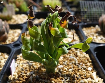 Albuca Concordiana - 5 Seeds - Coilonox Concordianum - Rare Spiral Succulents