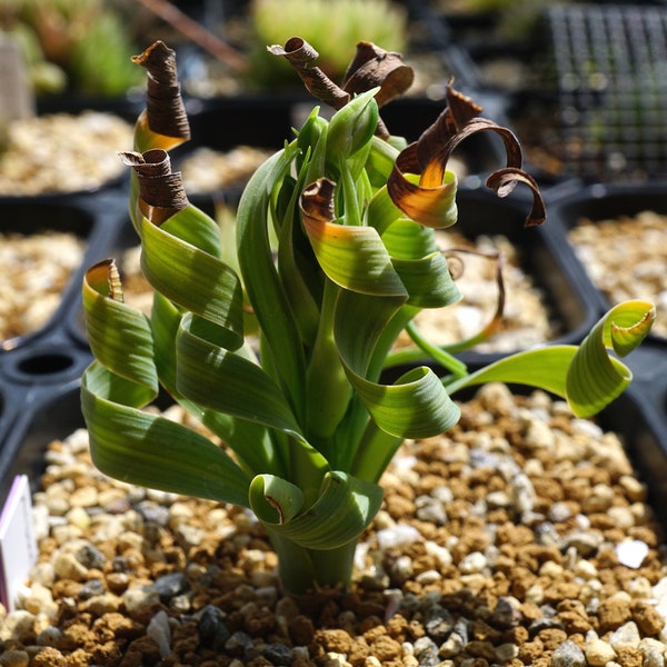 Albuca Concordiana - 5 Seeds - Coilonox Concordianum - Rare Spiral Succulents