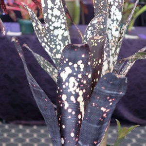 Billbergia sp. Hallelujah x Darth Vader Stunning Black House Plant 5 Hybrids Seeds image 2