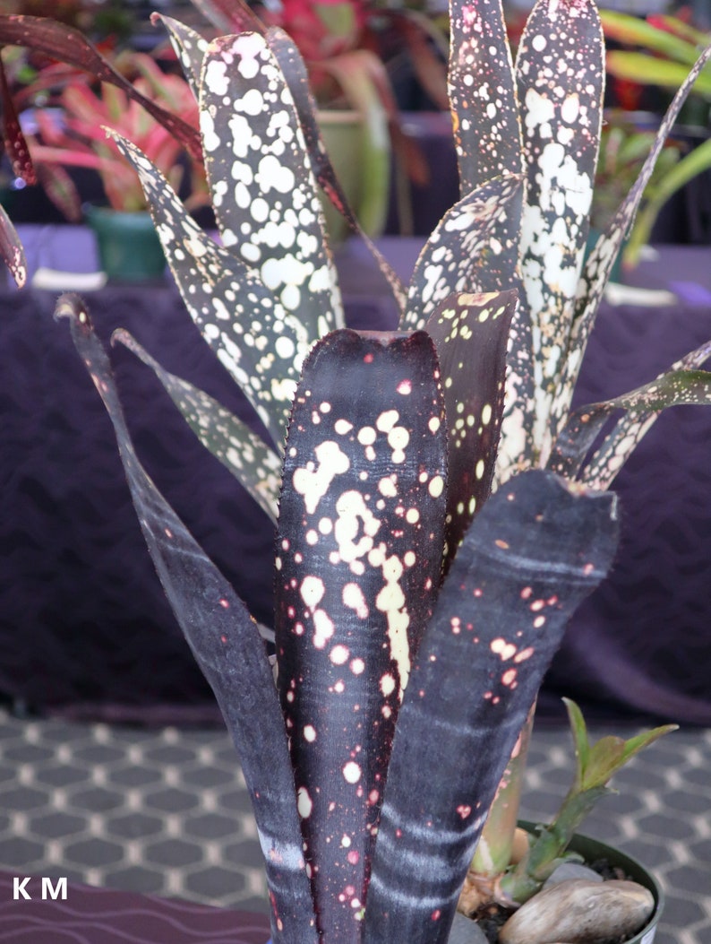 Billbergia sp. Hallelujah x Darth Vader Stunning Black House Plant 5 Hybrids Seeds image 2