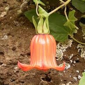 Canarina Canariensis Canary Islands Bell Flower Beautiful Rare 5 Seeds image 3