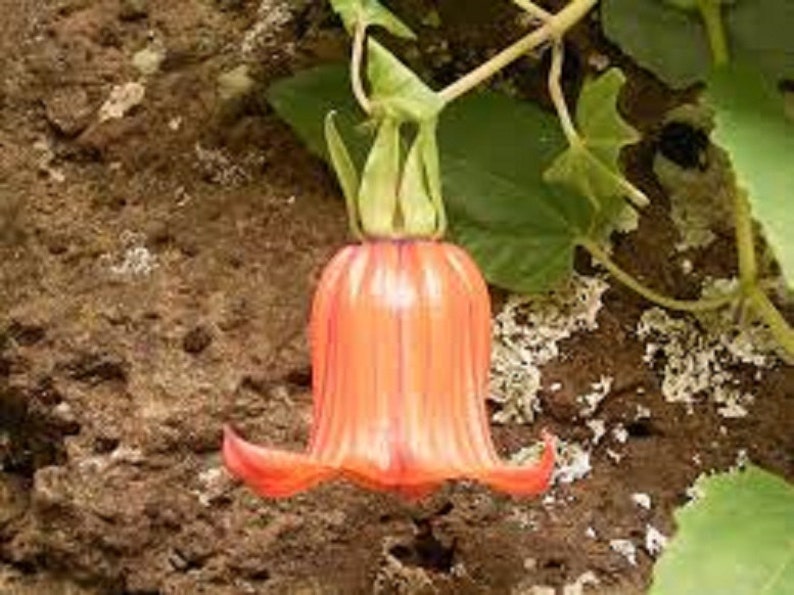 Canarina Canariensis Canary Islands Bell Flower Beautiful Rare 5 Seeds image 3