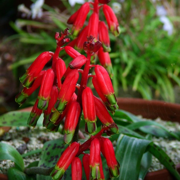 Lachenalia bulbifera - Stunning Red Green Bell-Shaped Flowers - 5 Seeds - Very Rare