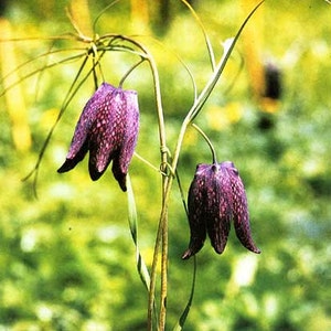 Fritillaria Ruthenica Black Night Flower Limited Quantity VERY RARE 3 Seeds image 3