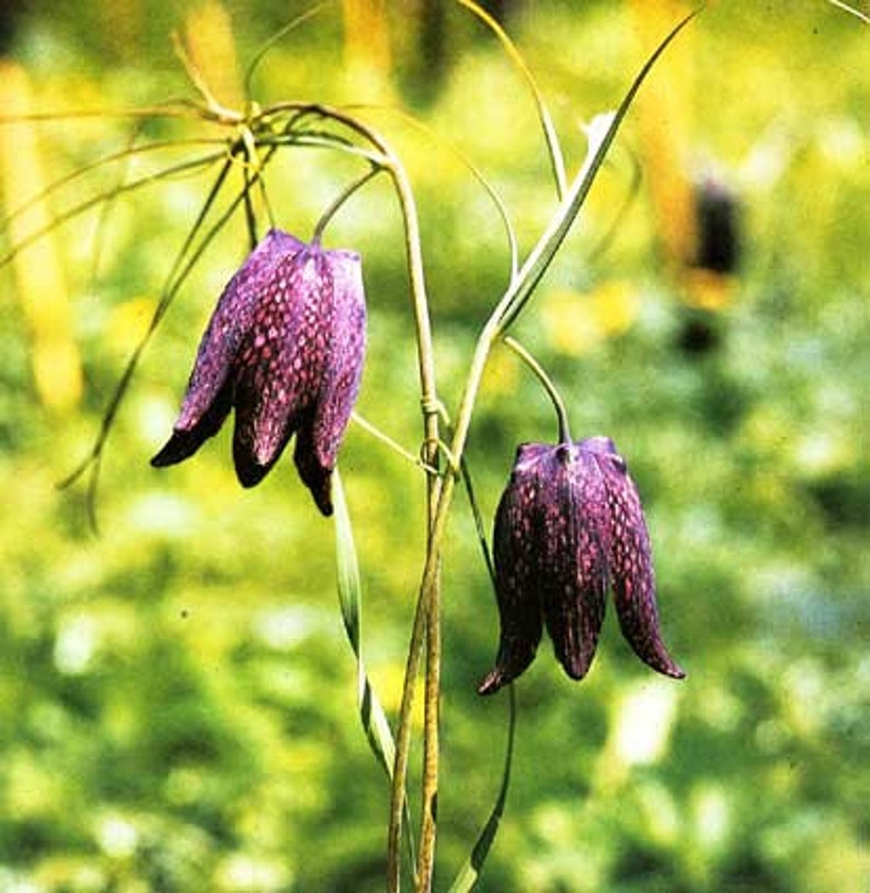 Fritillaria Ruthenica Black Night Flower Limited Quantity VERY RARE 3 Seeds image 3