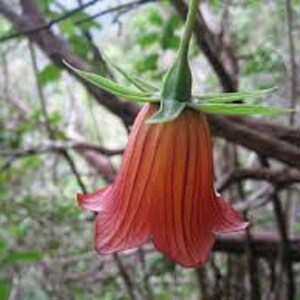 Canarina Canariensis Canary Islands Bell Flower Beautiful Rare 5 Seeds image 2