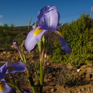 Moraea Polystachya Amazing Blue African Iris Flower 5 Seeds RARE limited image 3