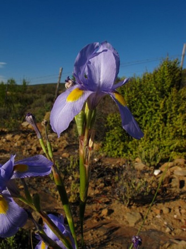 Moraea Polystachya Amazing Blue African Iris Flower 5 Seeds RARE limited image 3