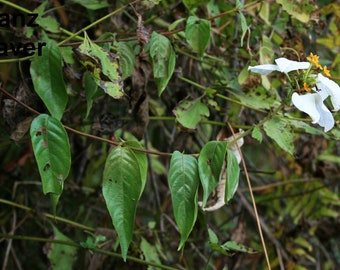 Mussaenda Sanderiana – Sander's Forest Flag - 20 Seeds - Tropical White Flowers