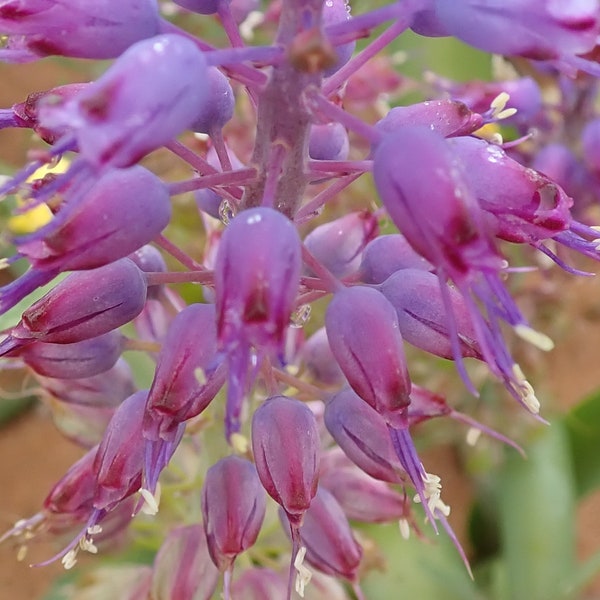 Lachenalia Pustulata - Stunning Blue Pink Bell-Shaped Flowers - 5 Seeds - Very Rare