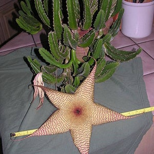 Stapelia Gigantea Amazing Yellow Carrion Huge Succulent Very Rare 3 Seeds image 5