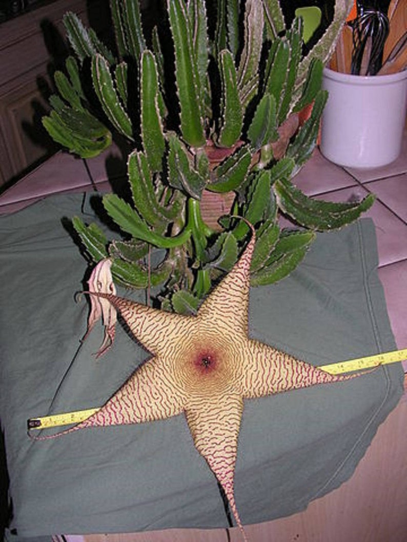 Stapelia Gigantea Amazing Yellow Carrion Huge Succulent Very Rare 3 Seeds image 5