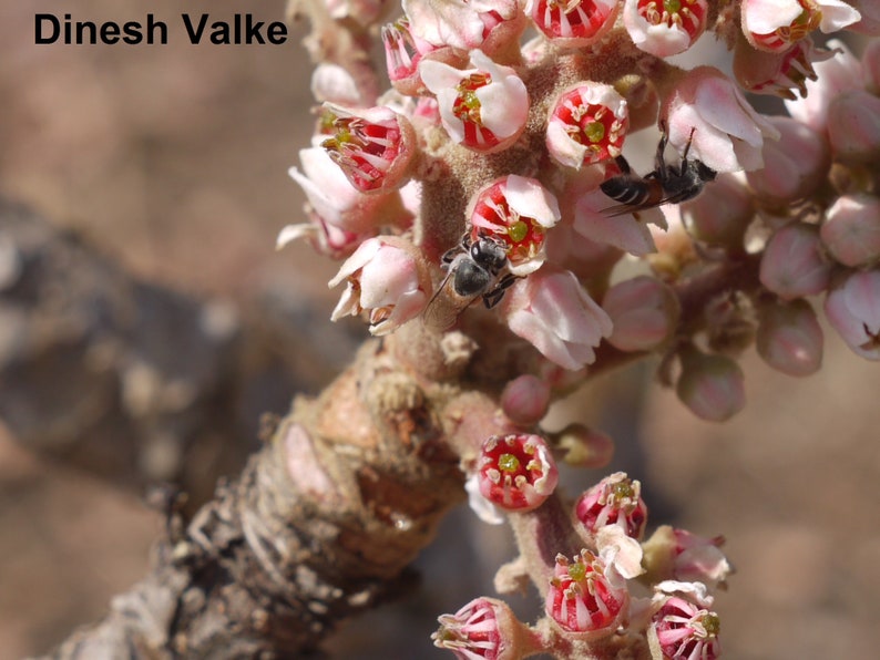 Boswellia Serrata 5 Seeds Medicinal Plant Indian Frankincense Rare image 1