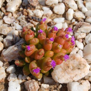 Oophytum Nanum Aizoaceae Living Stones Succulent 10 Seeds VERY RARE image 5