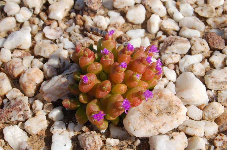 Oophytum Nanum Aizoaceae Living Stones Succulent 10 Seeds VERY RARE image 5