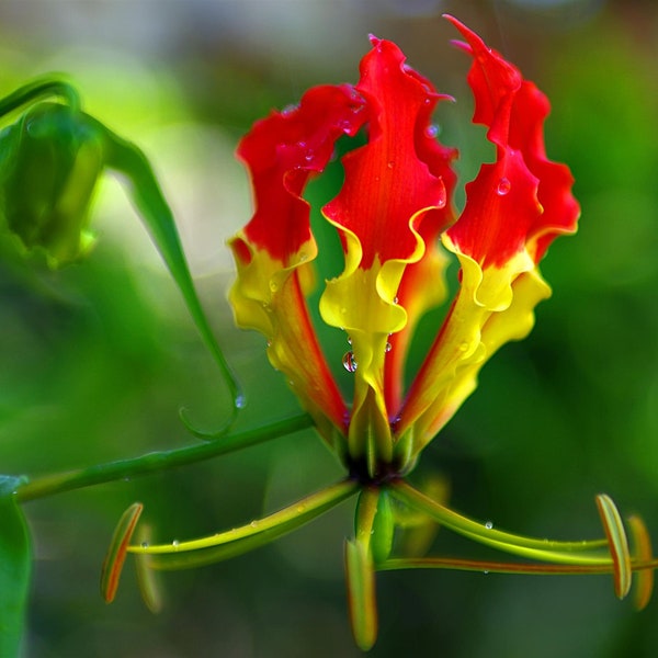 Gloriosa Superba ‘Rothschildiana' Flowers * The Flame Glory Lily - Climber Plant - 5 Seeds