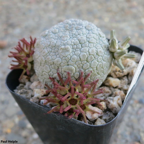 Pseudolithos Migiurtinus - Round-Shaped Stone-Like Succulent - 3 Seeds - Very Rare