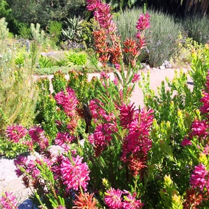 Erica Verticillata Pink Marsh Heath Amazing Tropical Shrub 10 Tiny Rare Seeds image 4