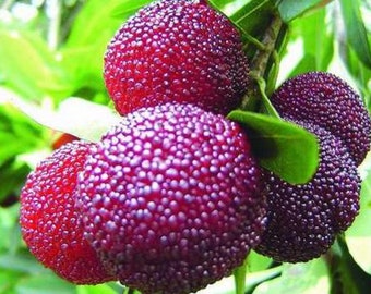 Myrica Rubra * Chinese Bay-Berry * Morella Rubra * Subtropical Rare 3 Seeds