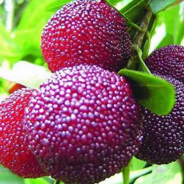 Myrica Rubra * Chinese Bay-Berry * Morella Rubra * Subtropical Rare 3 Seeds