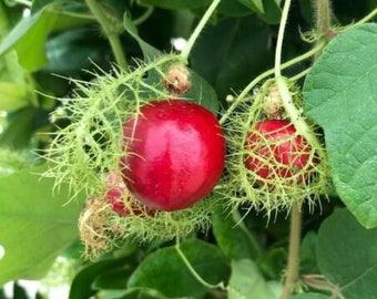Passiflora Ciliata - Red Blood Fruit - Fringed Passion Flower - 5 Seeds - RARE
