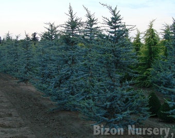 Cedrus Atlantica Glauca - Blue Atlas Cedar - Evergreen Tree - 5 Seeds