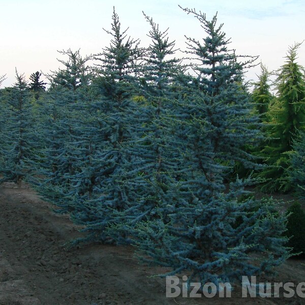 Cedrus Atlantica Glauca - Cedro del Atlas Azul - Árbol de hoja perenne - 5 semillas