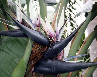 Strelitzia Nicolai * Giant White Bird Of Paradise * Tropical * Exotic * 5 Seeds *