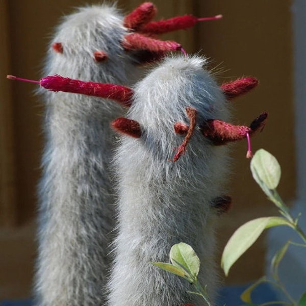 Cleistocactus Strausii * Silver Wooly Torch * 10 Cactus Seeds * RARE Succulent