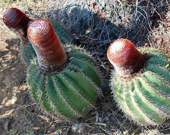 Melocactus Intortus - The Coast Melon - Rare Species Cactus - 5 Seeds