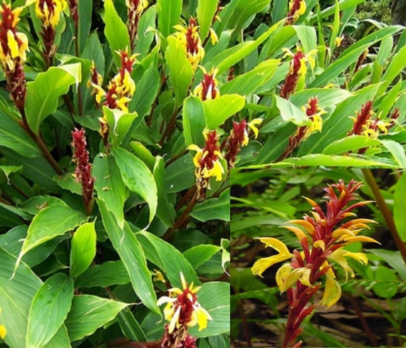 Cautleya Spicata Himalaya schöne exotische winterhart Ingwer Etsy