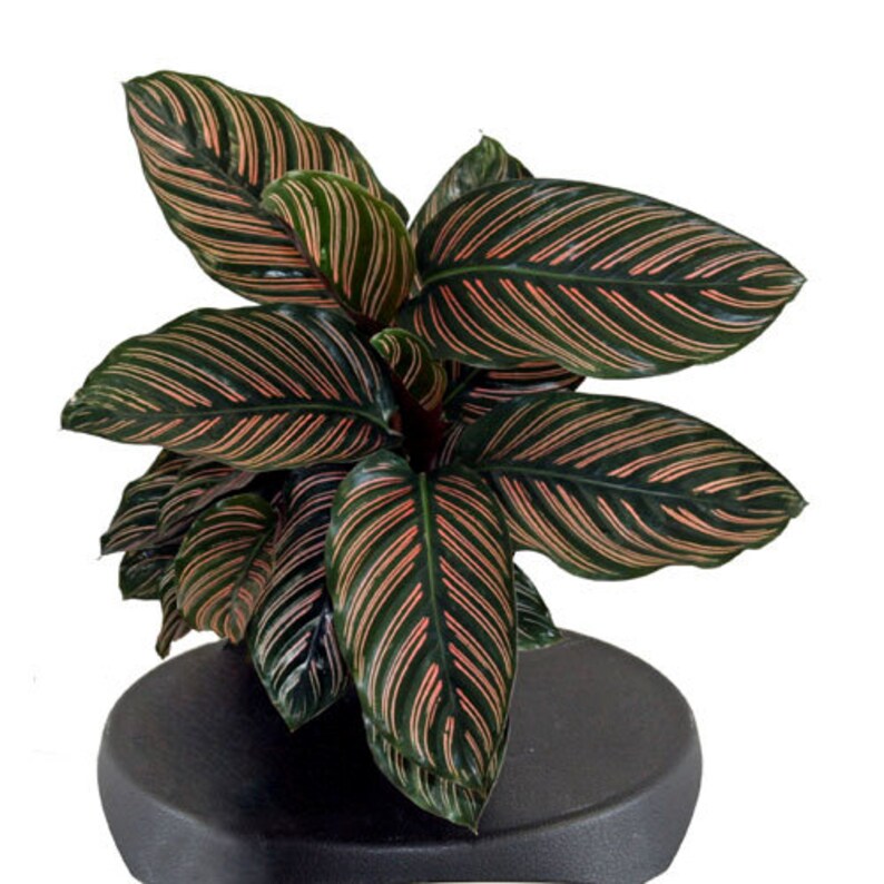 Калатея Ornata sanderiana