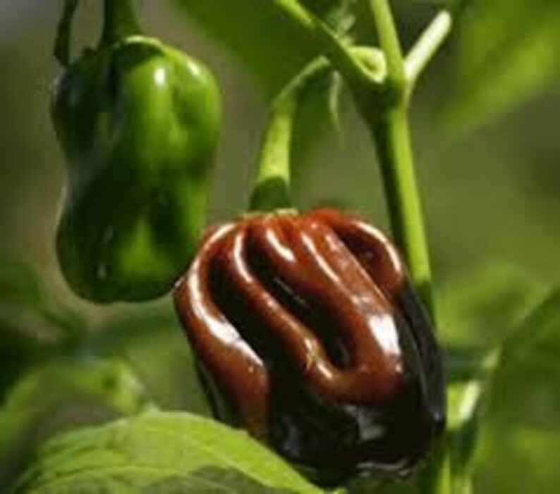Jamaican Hot Chocolate Habanero Heirloom Pepper Fresh 10 Seeds Etsy