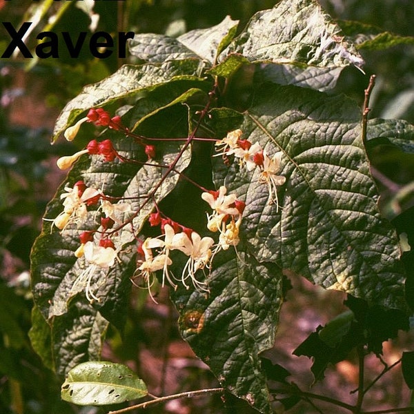 Clerodendrum Schmidtii - 5 Seeds - Chaines Of Glory - Lightbulb Flower