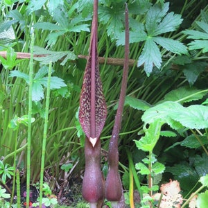 Sauromatum Venosum Arum Cornutum Unusual Aroid Very Rare 3 Seeds image 2