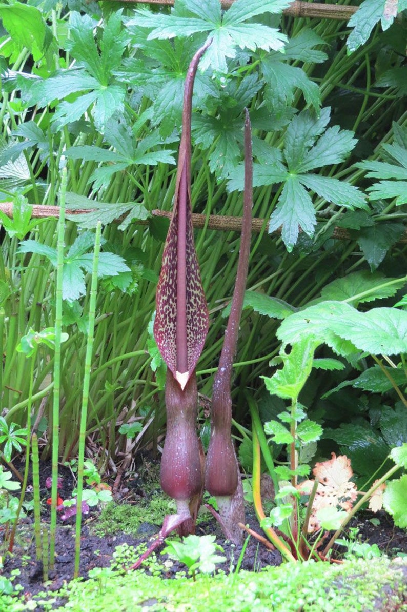 Sauromatum Venosum Arum Cornutum Unusual Aroid Very Rare 3 Seeds image 2